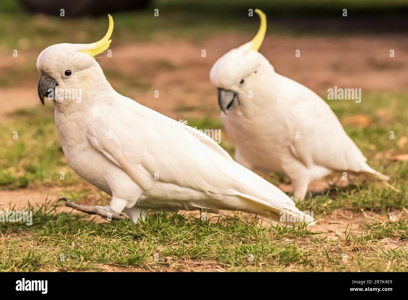 Due Cacatua galerita (Cacatua galerita) in piedi all'aperto Foto Stock