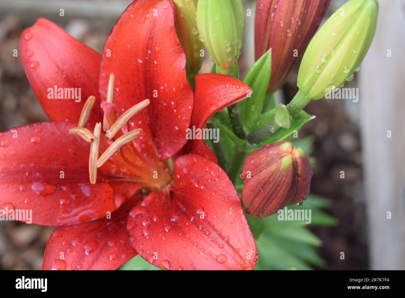 Una fioritura di giglio Asiatico rosso intenso insieme ad un gruppo di bulbi non aperti, che crescono insieme su un gambo, rende un bel bouquet naturale. Gocce d'acqua. Foto Stock