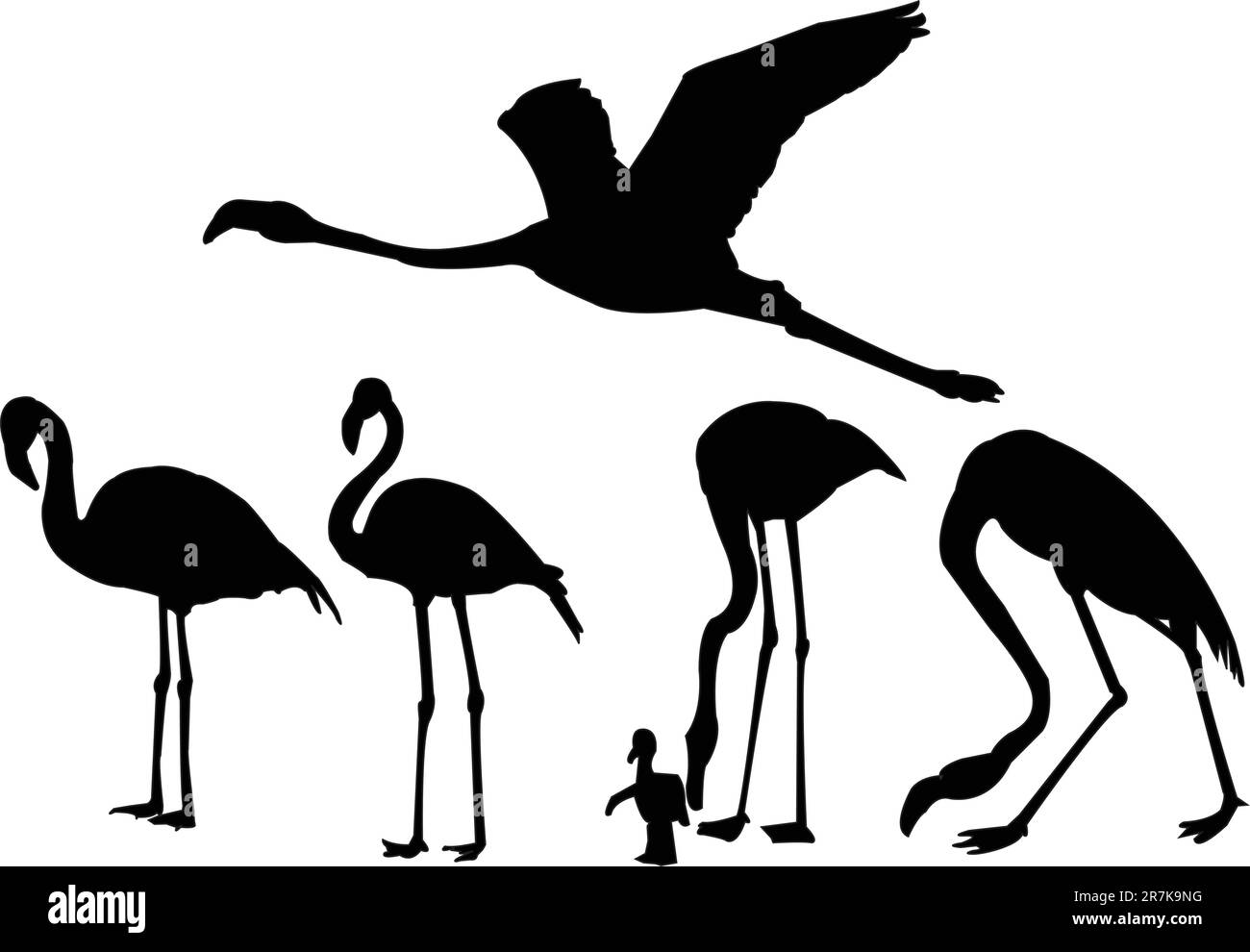 collezione flamingo - vector Illustrazione Vettoriale