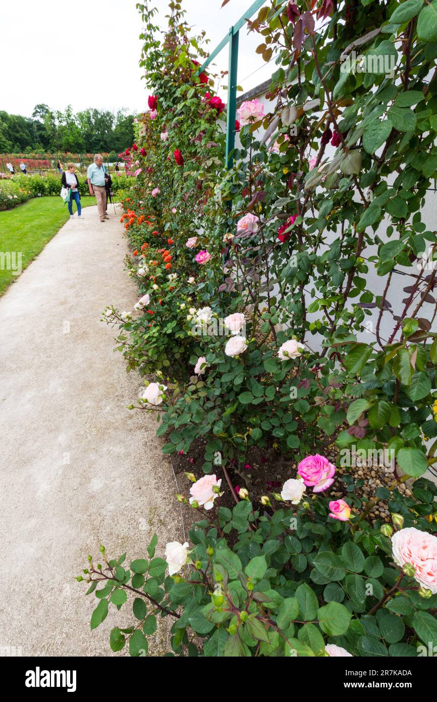 Contessa Margit Cziraky Rose Garden, fondata nel 1908, Esterhazy Palace, Fertod, Ungheria Foto Stock