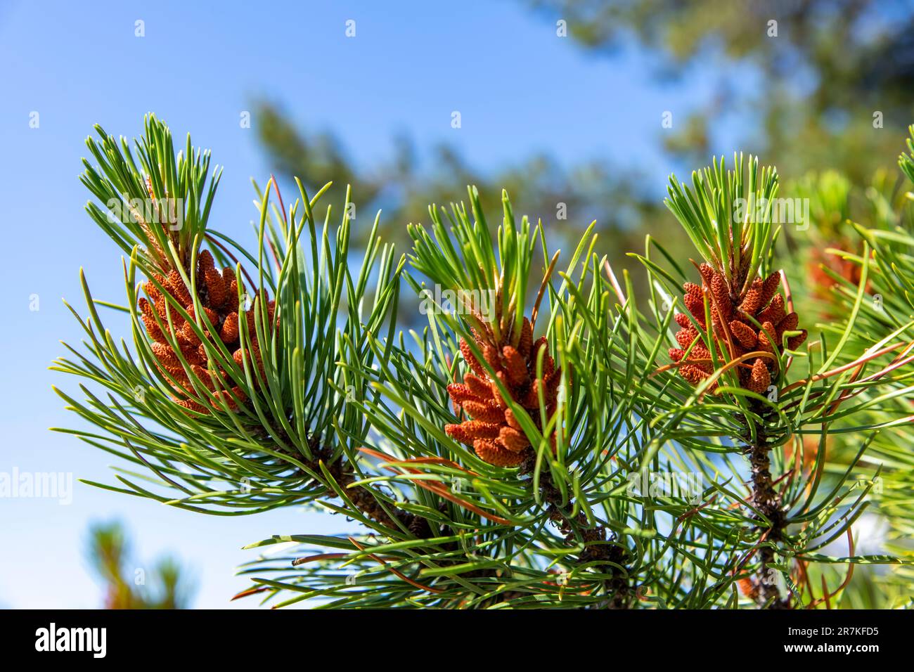 Primo piano di diversi coni di pino tra aghi verdi e cielo blu in background fuori fuoco Foto Stock