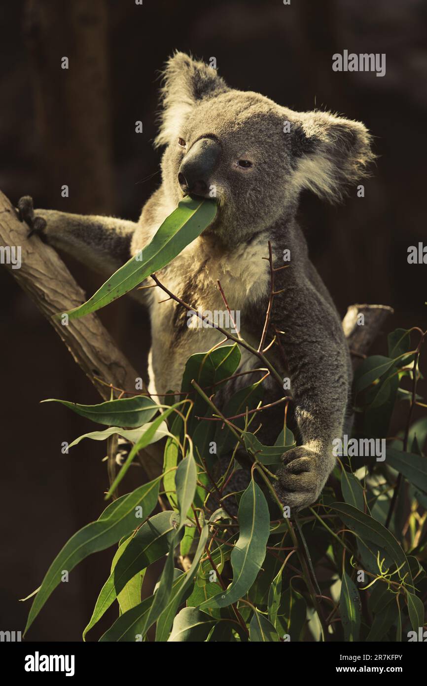 Un adorabile orso koala è appollaiato in cima a un ramo pieno di lussureggiante fogliame verde, felicemente munching via Foto Stock