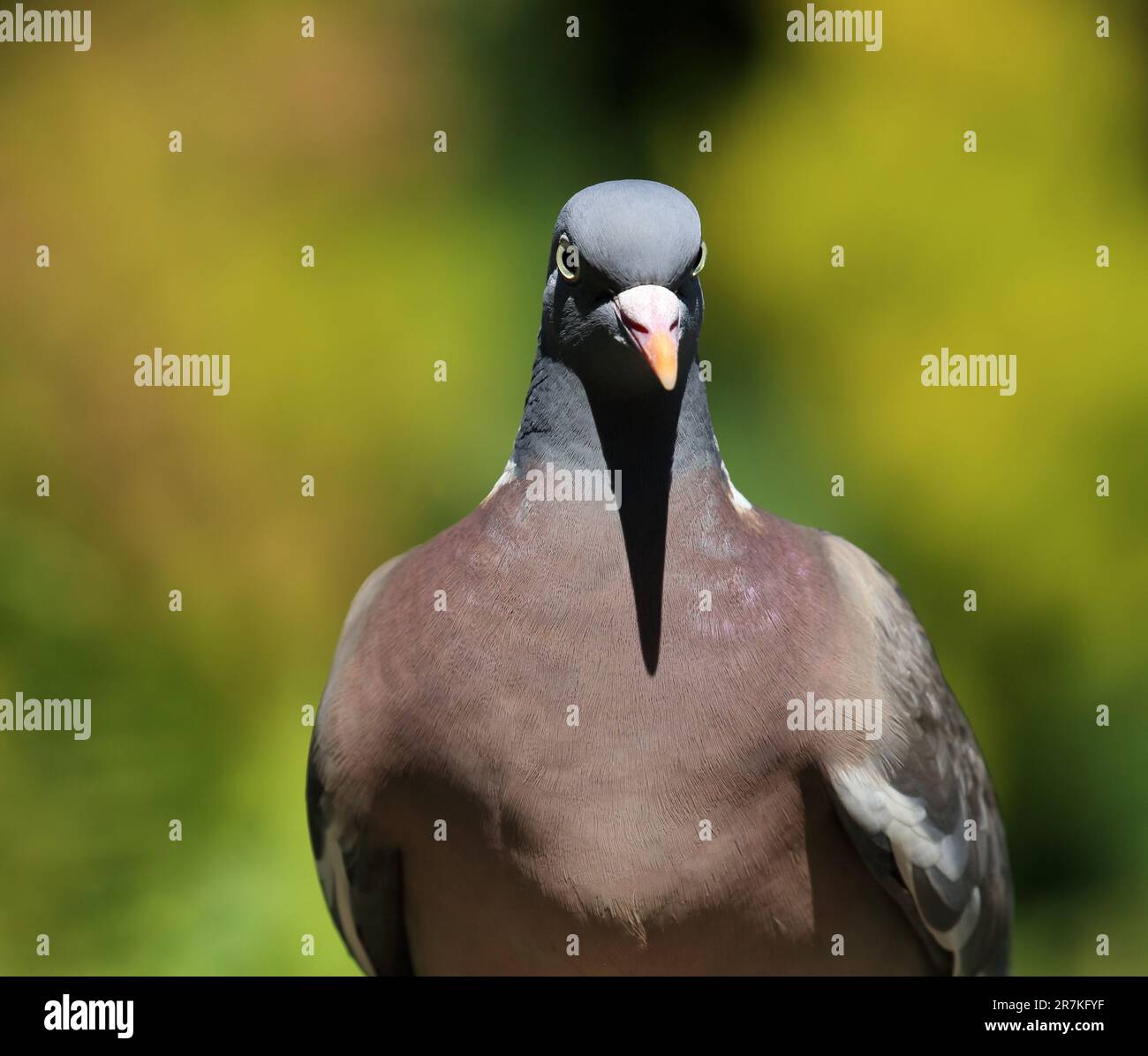 Pigeon di legno (Columba Palambus) in un giardino britannico Foto Stock