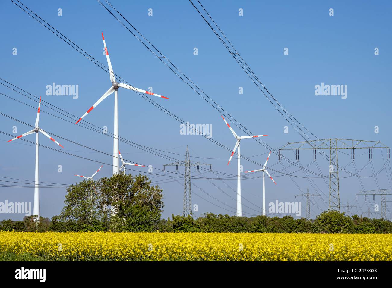 Linee elettriche e turbine eoliche in un campo di canola in fiore Foto Stock