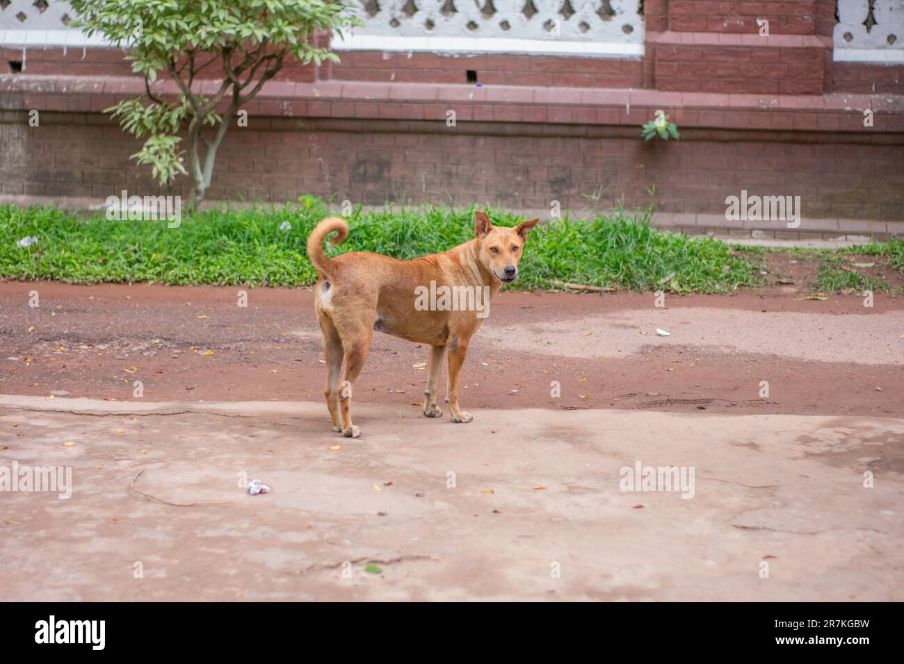 Un cane di strada che fissa la telecamera in modo aggressivo Foto Stock