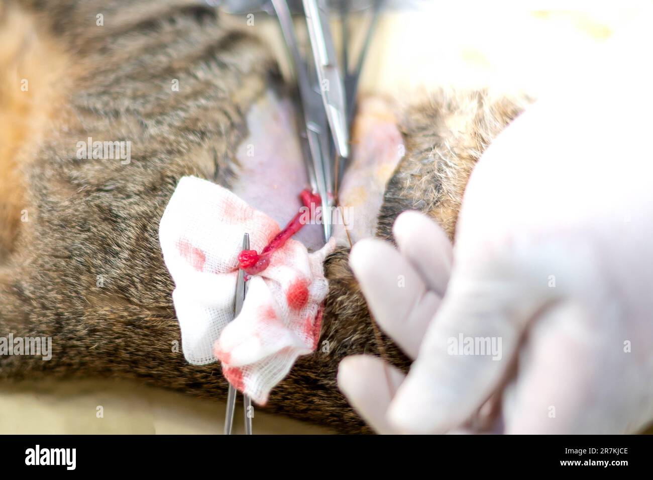 Mani del veterinario con guanti che tengono e tagliano i testicoli di gatto. Foto Stock