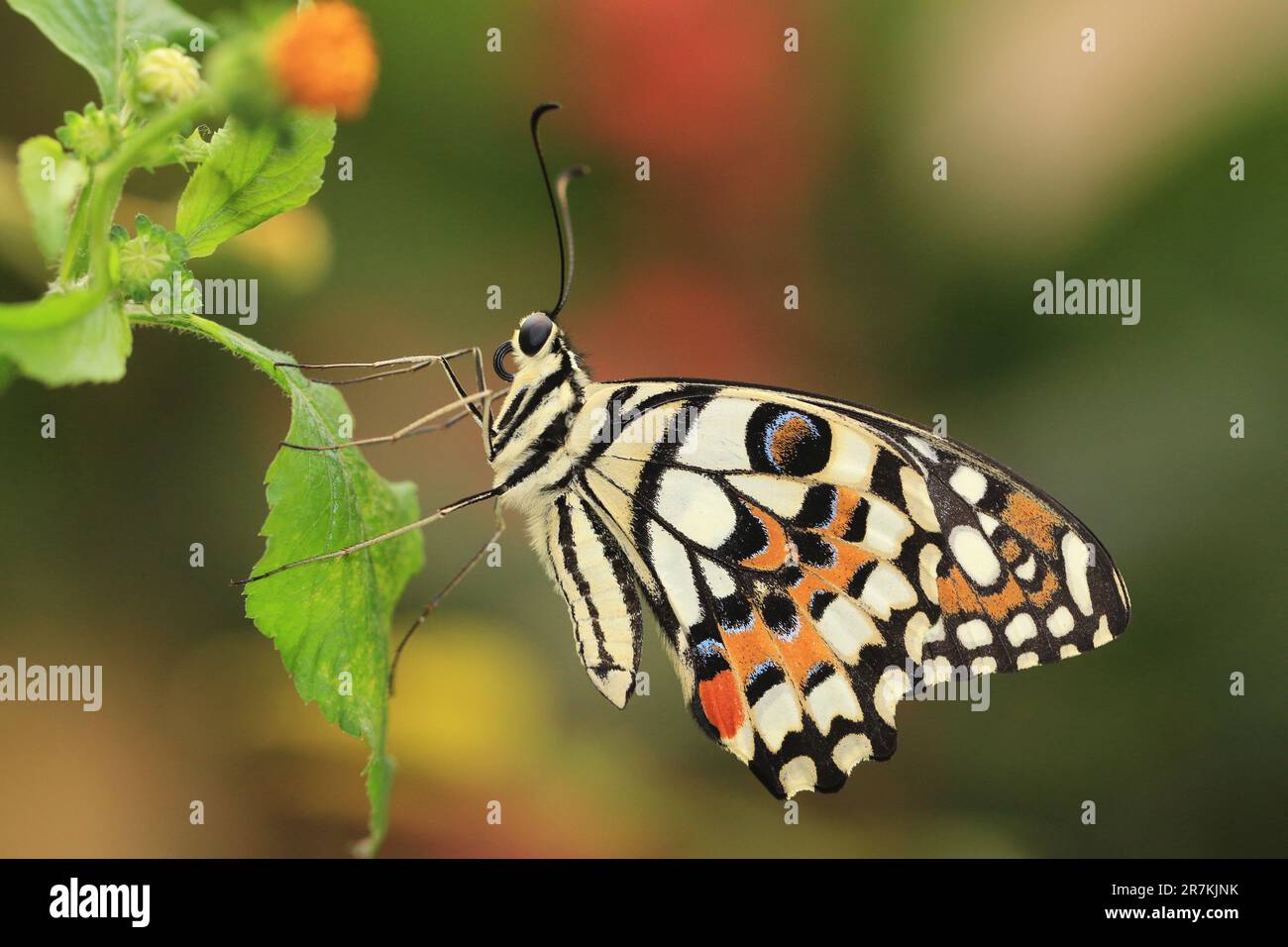 Farfalla di calce o farfalla di Swallowtail Chequered, una bella farfalla colorata che riposa sulla foglia verde nel giardino Foto Stock