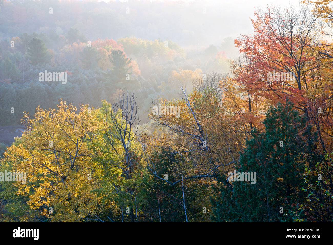 Il colore delle foglie autunnali nella valle del fiume con nebbia e nebbia Foto Stock