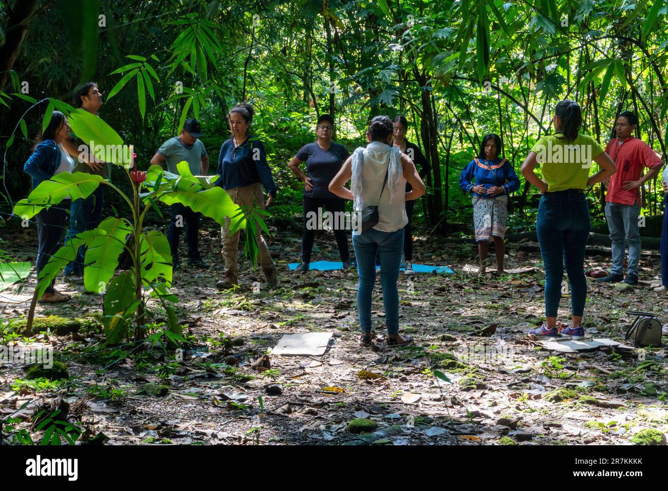 gruppo di persone che praticano il benessere nella foresta amazzonica Foto Stock