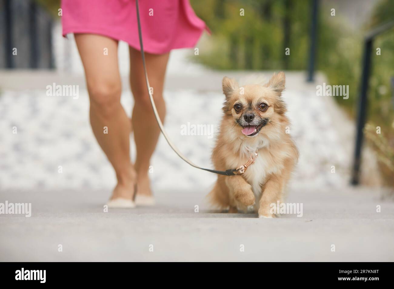 Donna a piedi con cane. Buon chihuahua sul guinzaglio che corre fino alle scale. Foto Stock