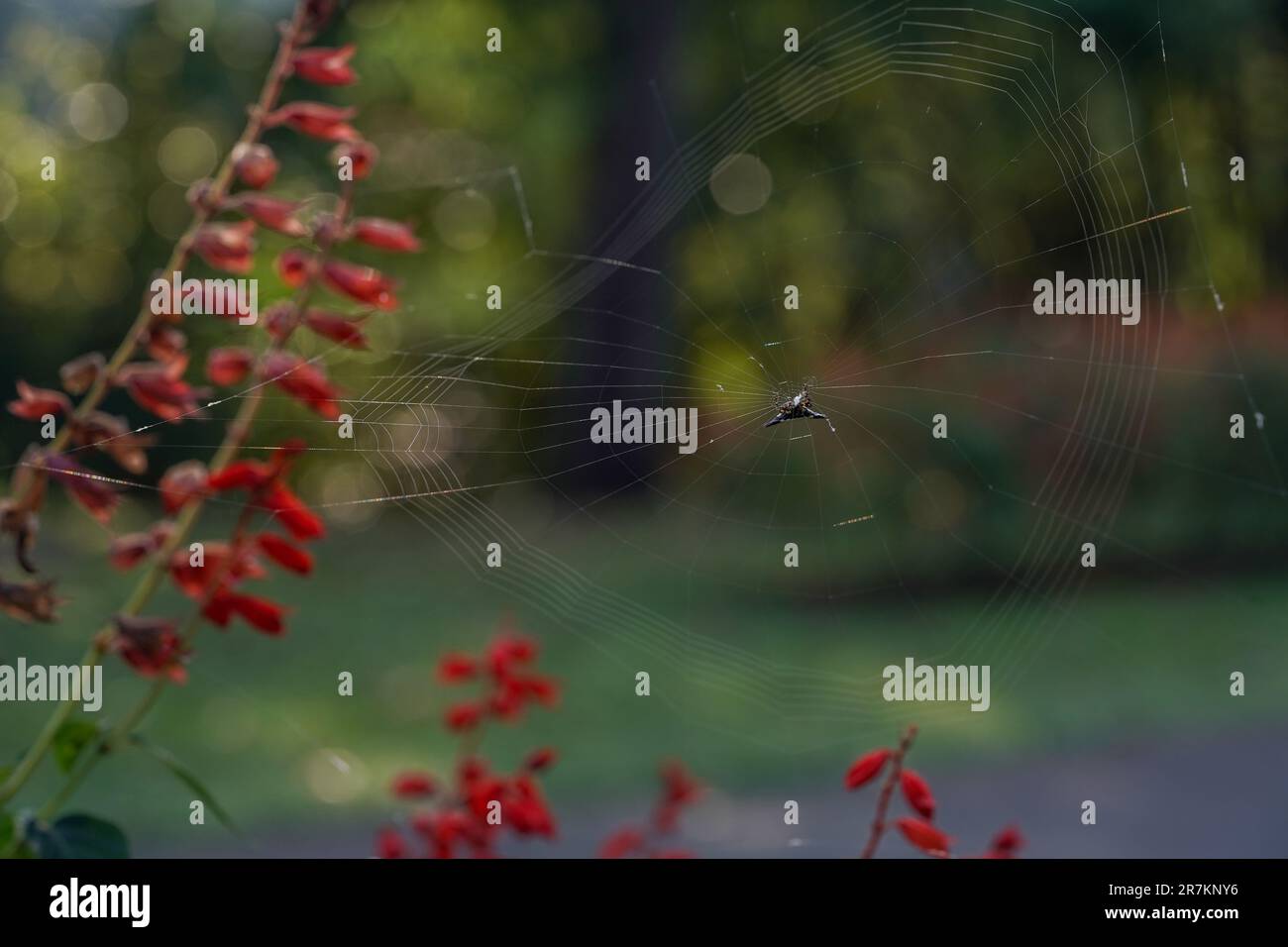 Le complessità della natura: Primo piano di Spider Web con i piccoli fiori rossi Foto Stock
