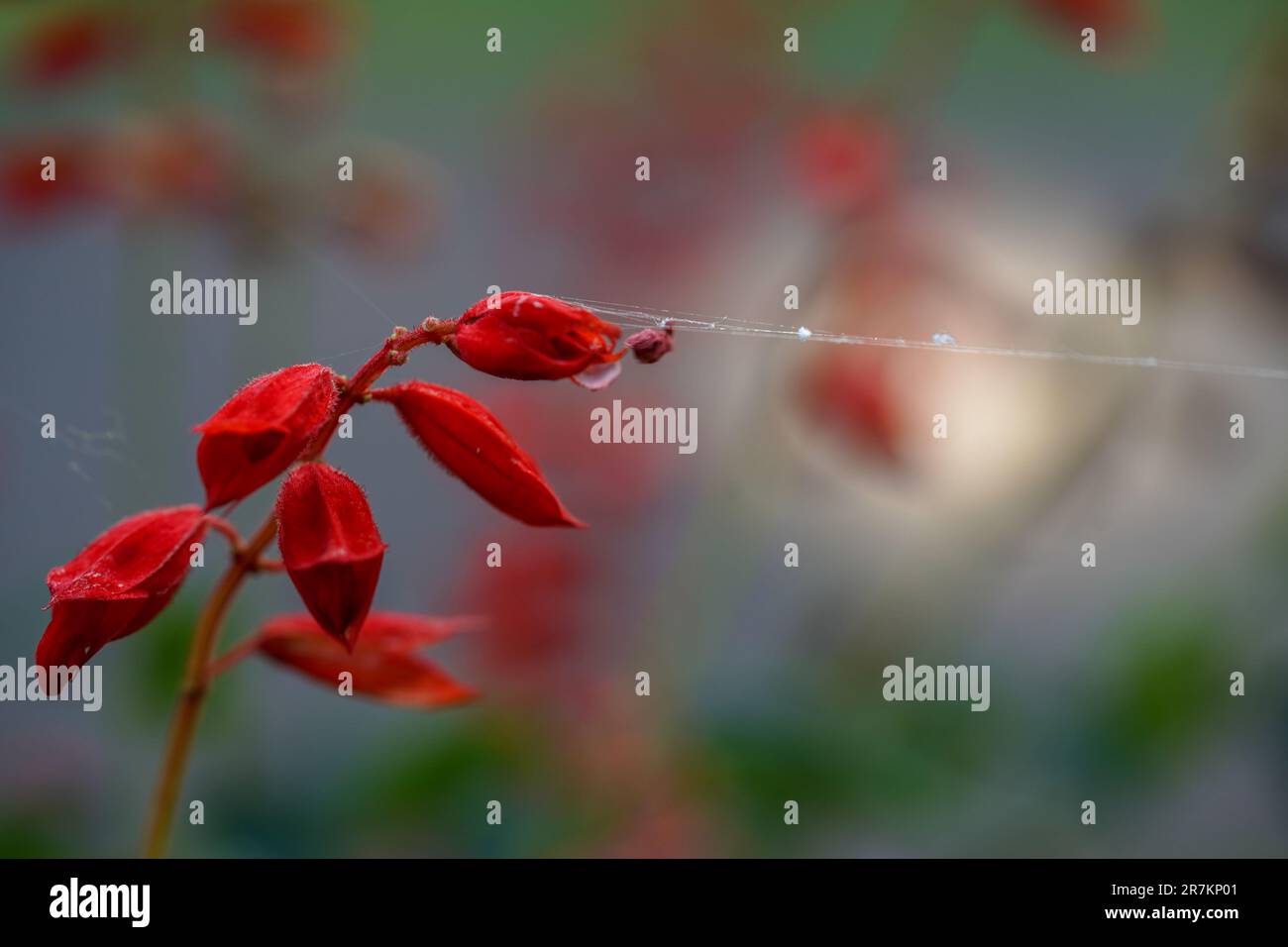 Le complessità della natura: Primo piano di Spider Web con i piccoli fiori rossi Foto Stock