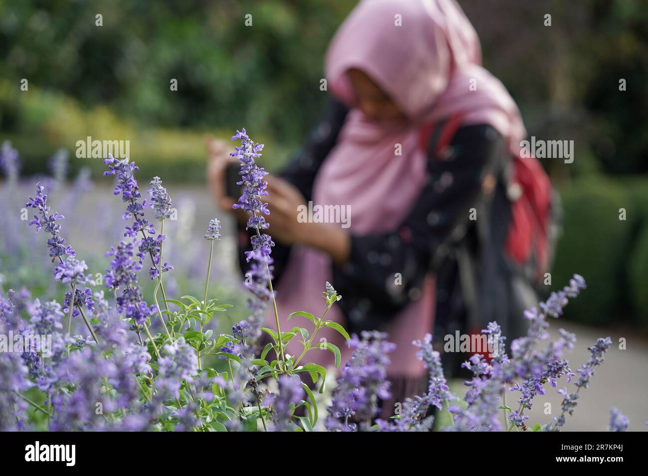 Serenità del giardino: Donna musulmana che cattura i fiori di lavanda con la messa a fuoco selettiva Foto Stock