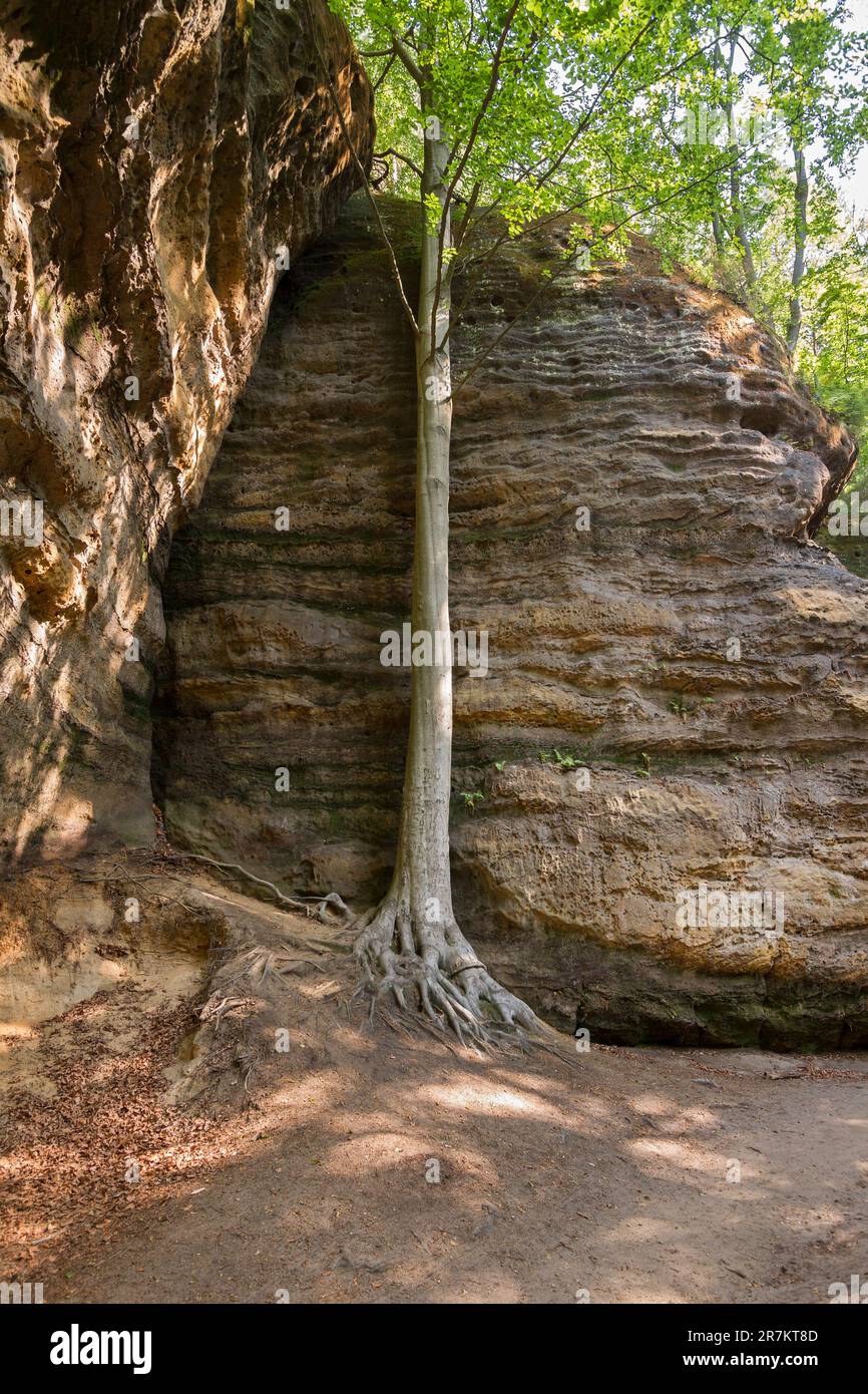 Formazioni rocciose nella Svizzera boema o nella Svizzera ceca (České Švýcarsko), nel Parco Nazionale Foto Stock