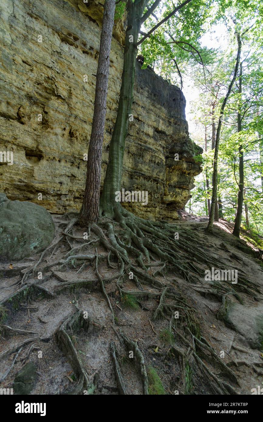 Formazioni rocciose nel Parco Nazionale della Svizzera boema (České Švýcarsko) Foto Stock