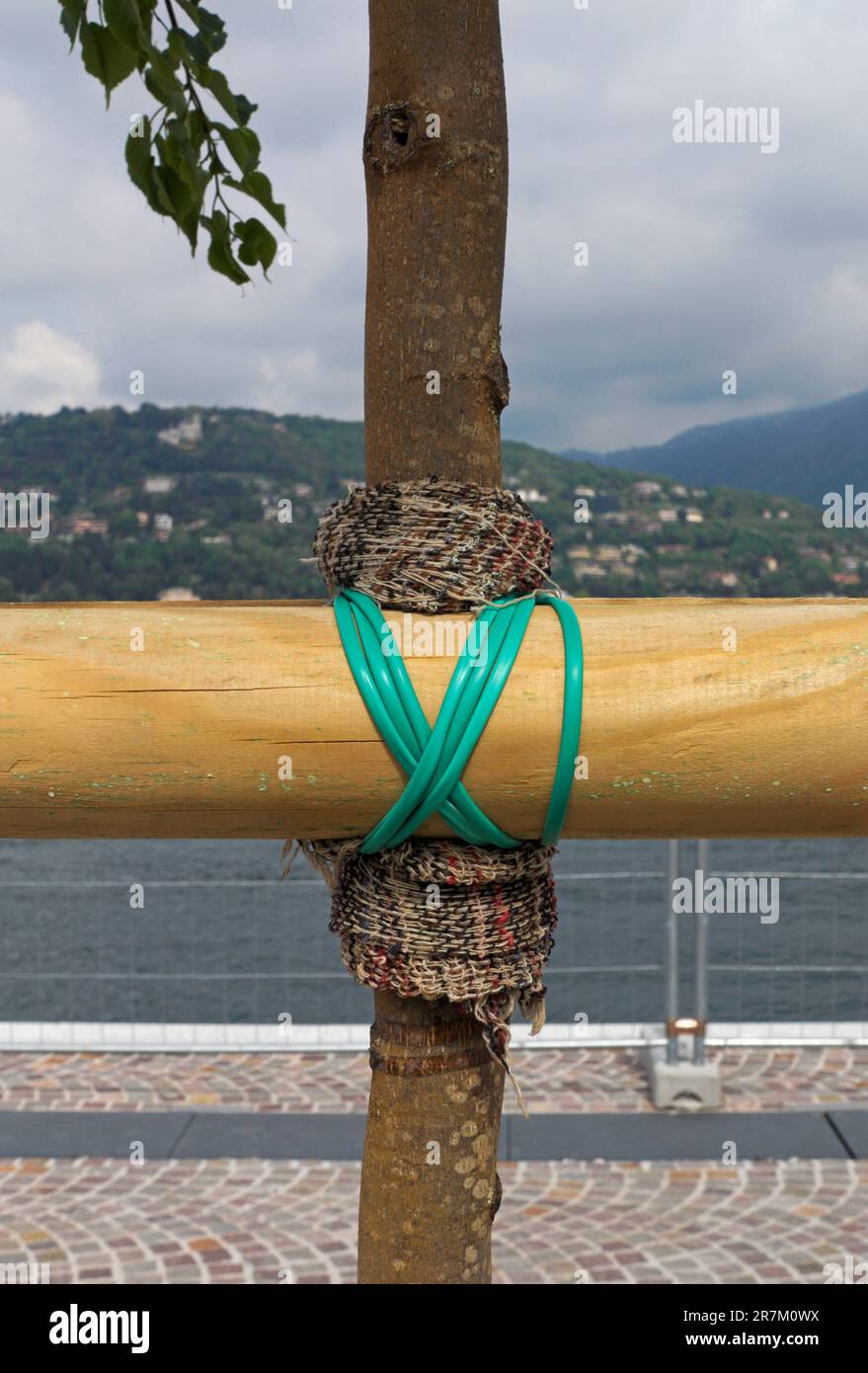 dettaglio di un albero di sostegno di un giovane albero urbano Foto Stock