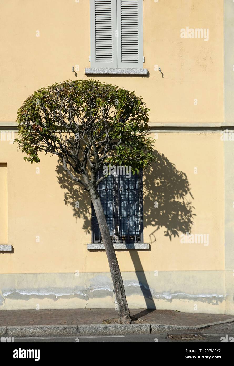 inclinare l'albero con l'ombra su un muro con finestra a persiana Foto Stock