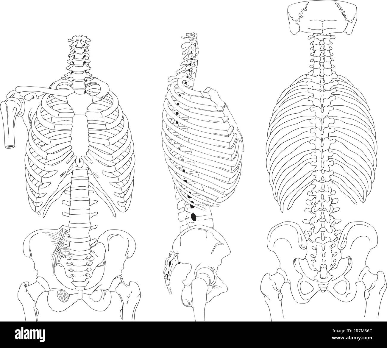 Disegno scheletri su sfondo bianco, illustrazione medica Illustrazione Vettoriale