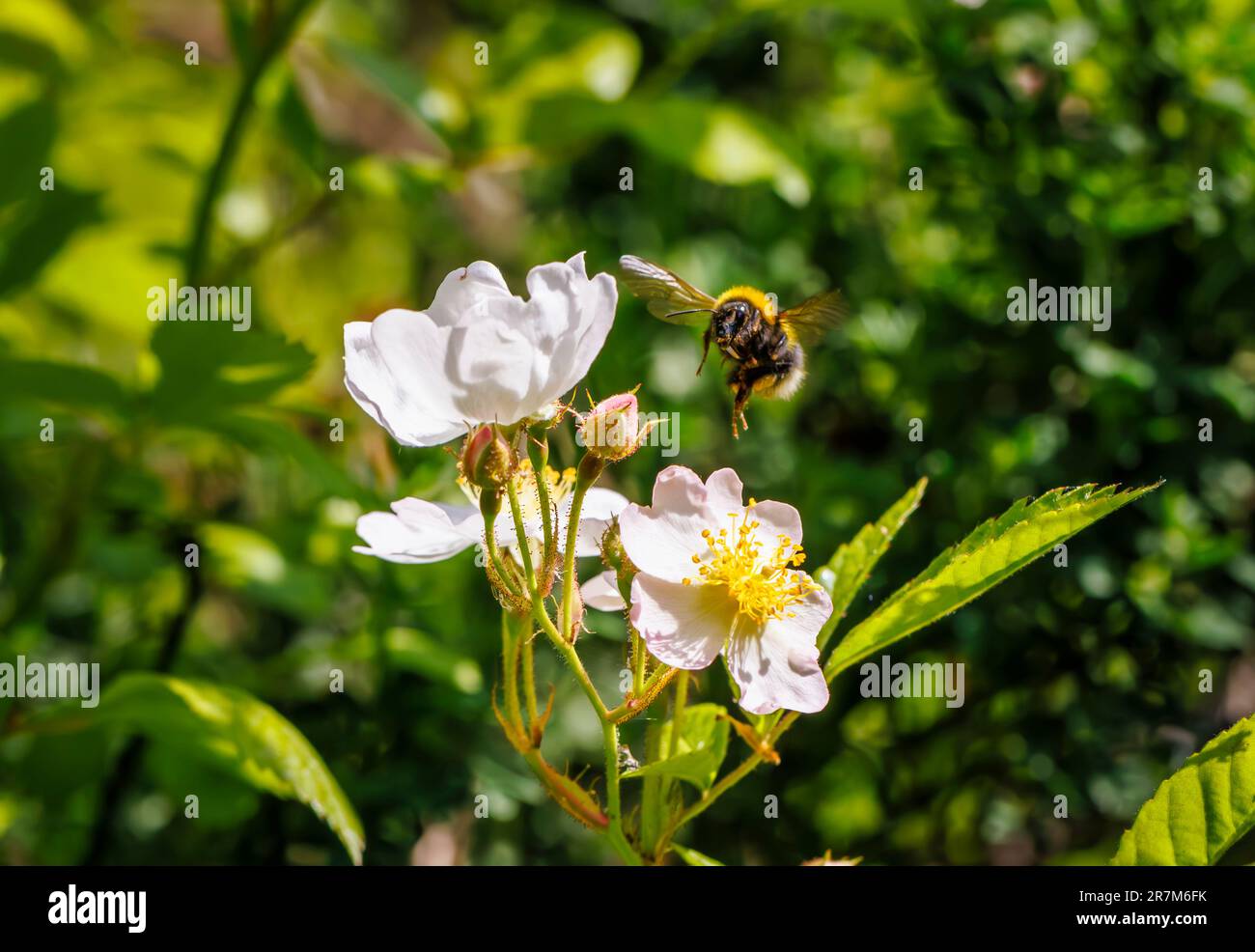 Un bumblebee dalla coda bianca (Bombus lucorum) si avvicina agli stami di un fiore di rosa in arrampicata aperta in estate in un giardino nel Surrey, nel sud-est dell'Inghilterra Foto Stock
