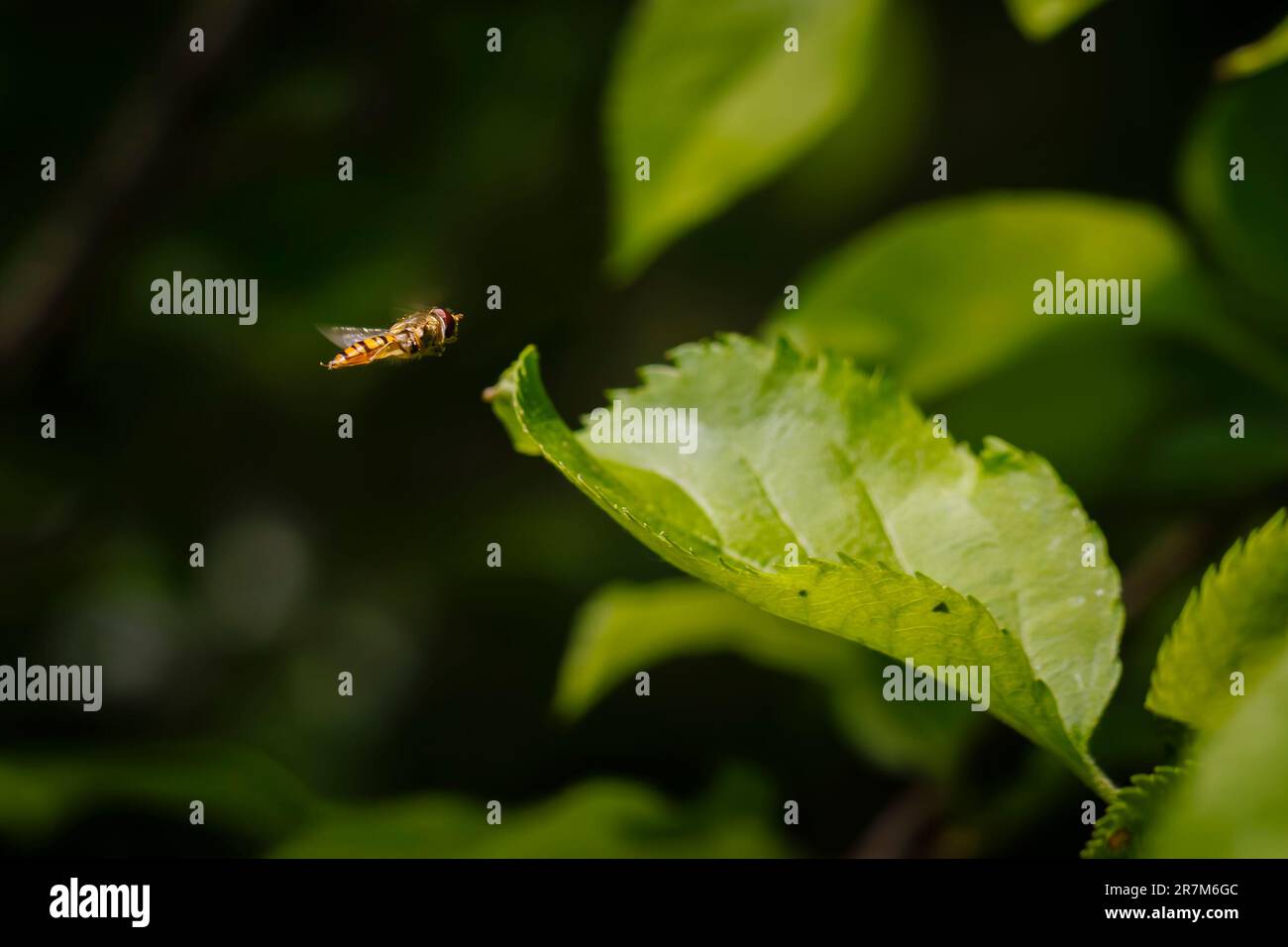 Un hoverfly (o flower fly o syrphid fly) in volo in un giardino nel Surrey, nel sud-est dell'Inghilterra da una foglia verde Foto Stock