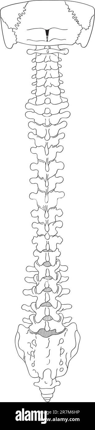Disegno della colonna vertebrale su sfondo bianco, illustrazione medica Illustrazione Vettoriale