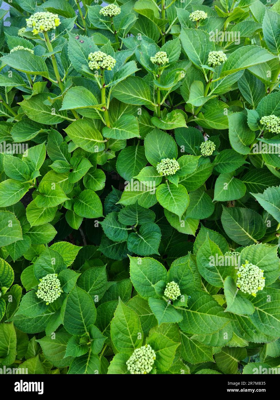 Il verde rilassante delle erbe è particolarmente intenso nei primi mesi di primavera. Foto Stock