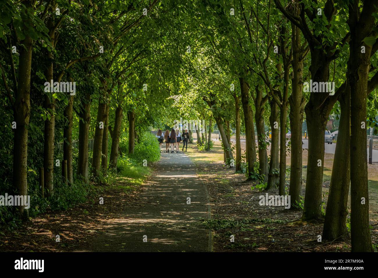 Viale alberato con i giovani che camminano nel sole drappeggiato. Foto Stock
