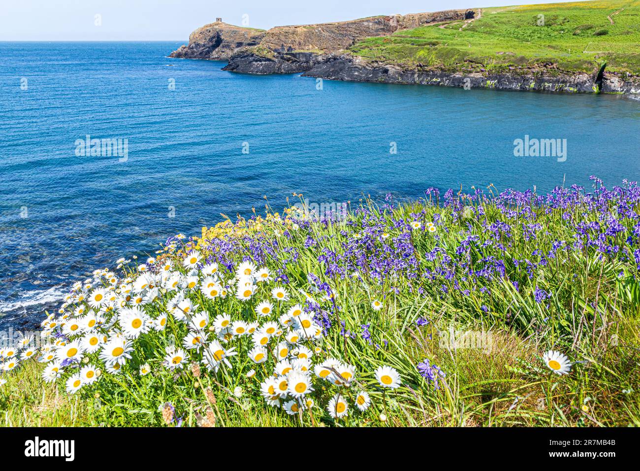 Le margherite e le campane di bue che fiorono sulle scogliere accanto al Pembrokeshire Coast Path National Trail a Abereiddy Bay, Pembrokeshire, Galles, Regno Unito. Foto Stock