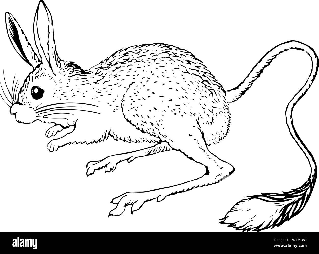 Jerboa sul bianco Illustrazione Vettoriale