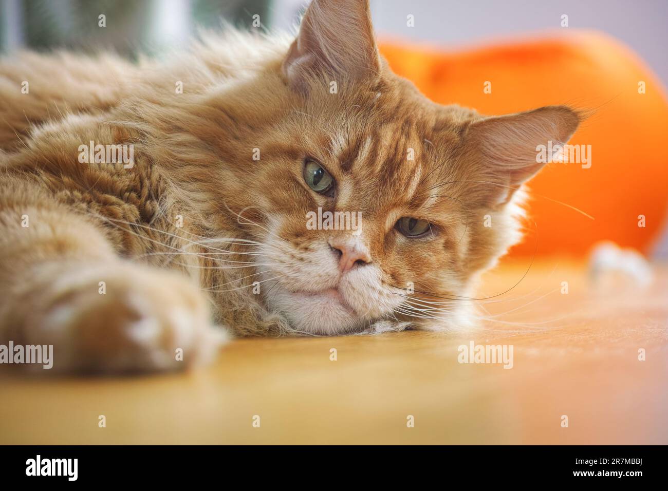 Un gatto rosso Maine Coon giacente su un pavimento di legno e guardando nella macchina fotografica. Primo piano. Foto Stock