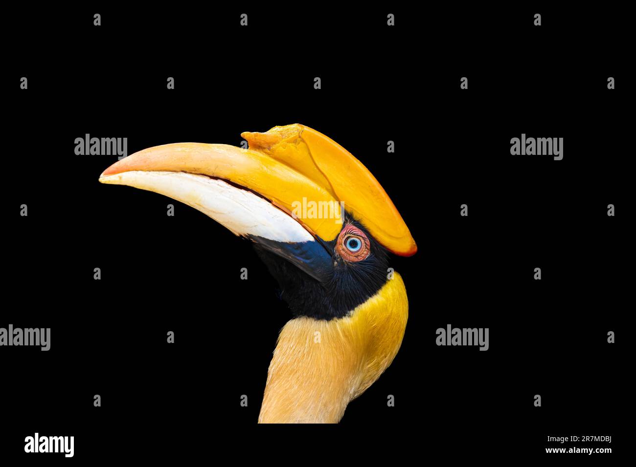 Blue eyed Great Indian Hornbill guardando in alto Foto Stock