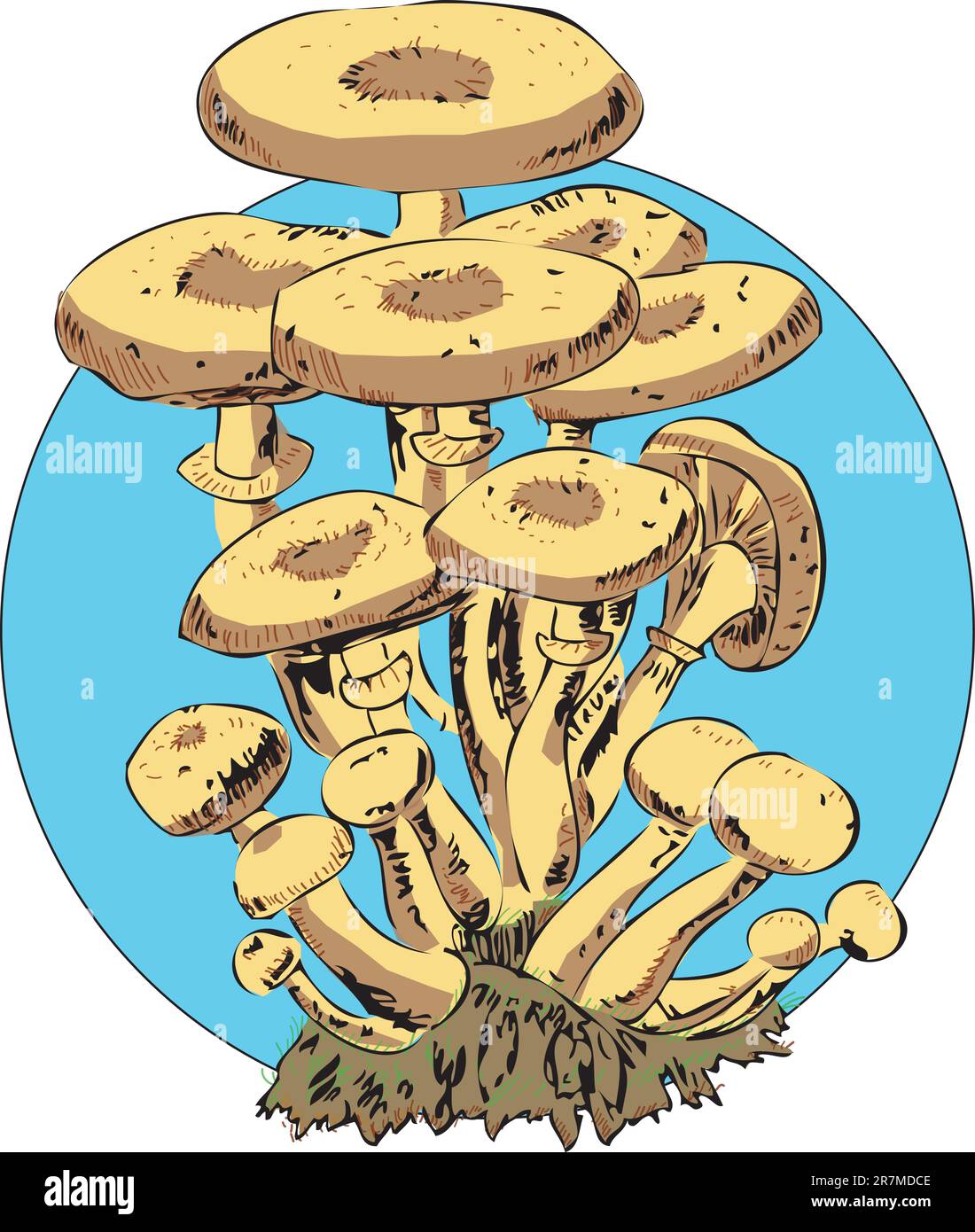 Immagine vettoriale dei funghi commestibili. Miele agarico. Figura EPS10. Illustrazione Vettoriale