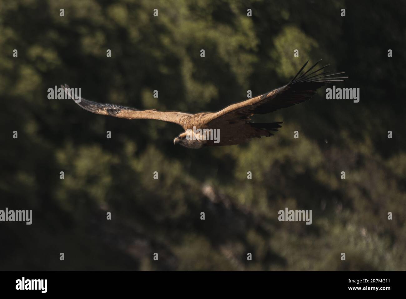Sagomato contro l'ampio cielo, un avvoltoio si libra con le aggraziate ali tese, proiettando il suo sguardo vigile sul profondo e maestoso canyon sottostante Foto Stock