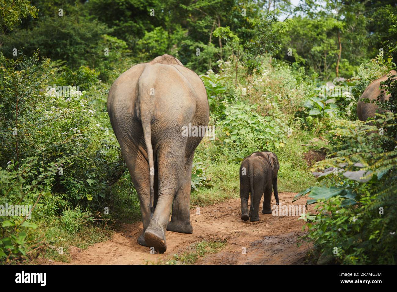 Vista posteriore della mandria di elefanti che camminano insieme sul sentiero nella natura in Sri Lanka. Foto Stock