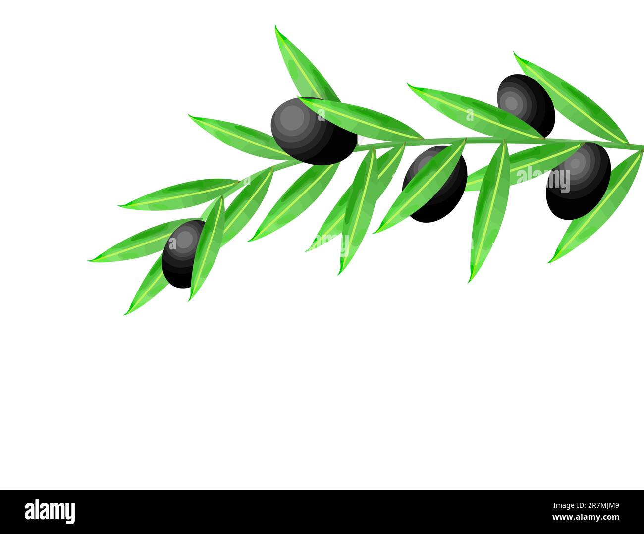 Ramo d'oliva e foglie verdi isolate su bianco Illustrazione Vettoriale
