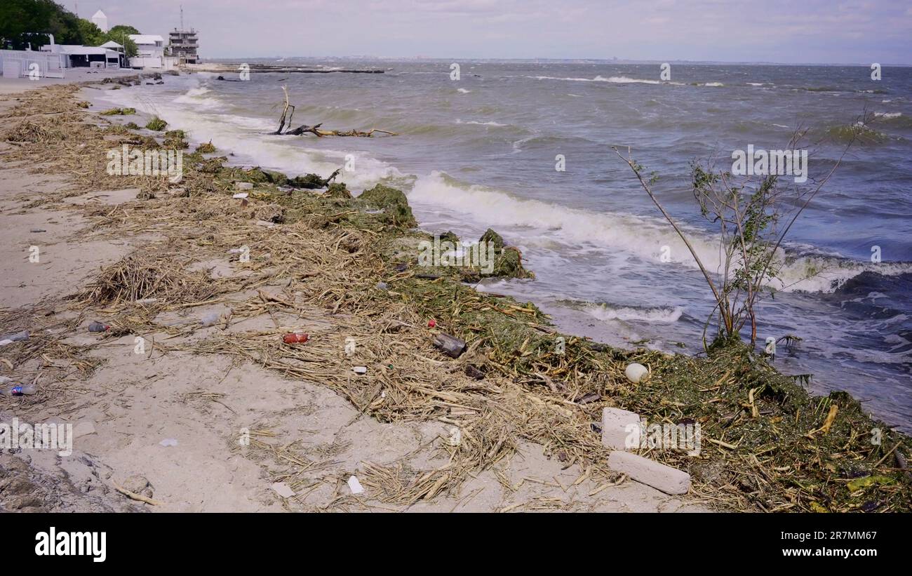 Alberi con detriti galleggianti ha raggiunto la zona costiera del Mar Nero a Odessa, Ucraina. Disastro ambientale causato dall'esplosione di Kakhovka Hydroelec Foto Stock