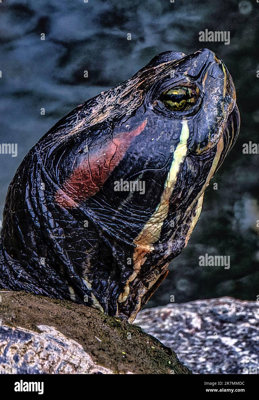 Tartaruga con orecchie rosse sulla riva del fiume Foto Stock