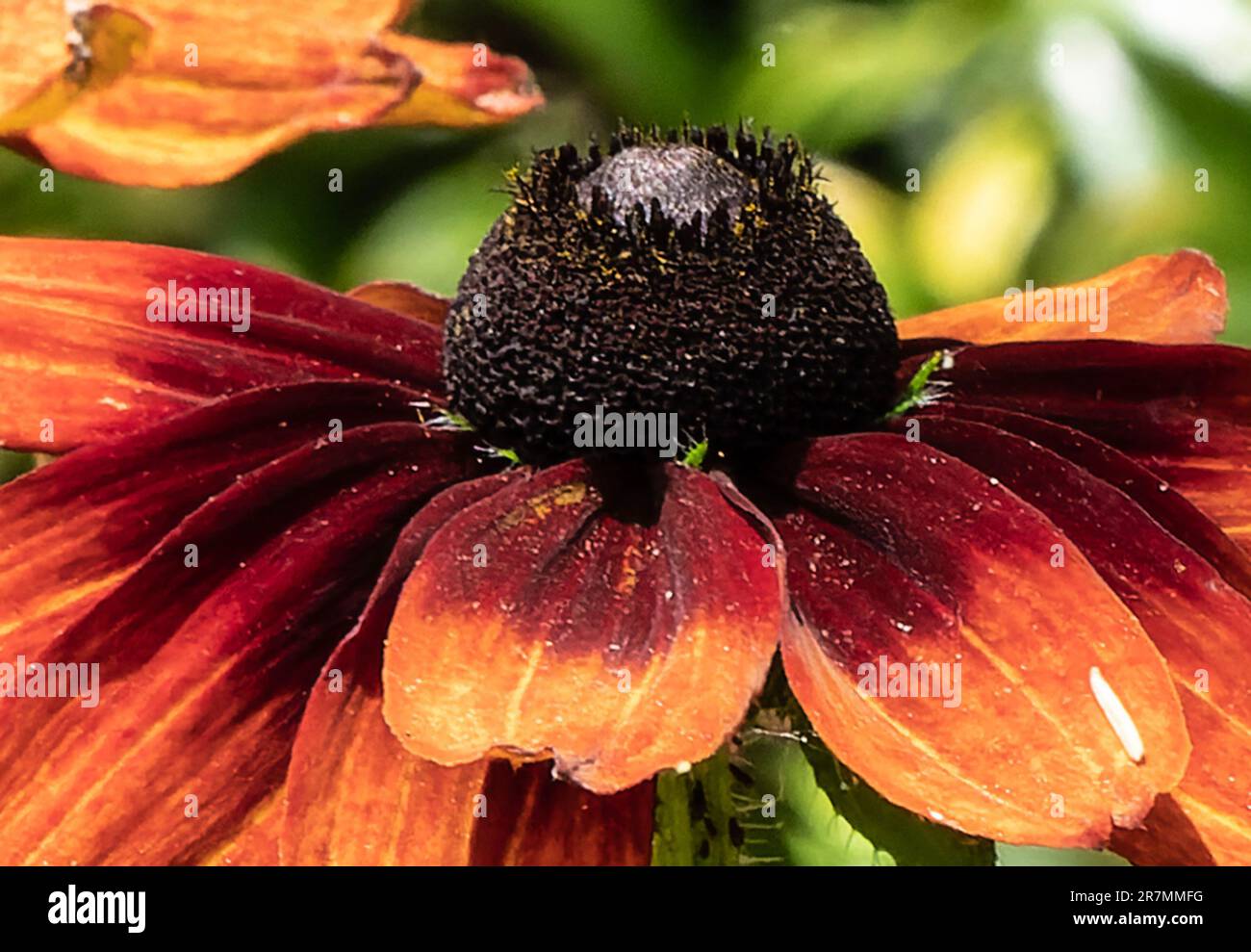 Una vista ravvicinata di un fiore del cono Foto Stock