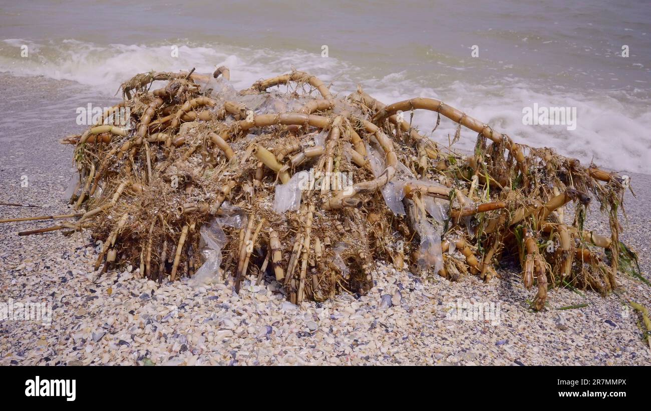 La plastica mescolata con le radici della canna si trova sulla sabbia, i detriti galleggianti hanno raggiunto le spiagge del Mar Nero a Odessa, Ucraina. Disastro ambientale causato da explosi Foto Stock