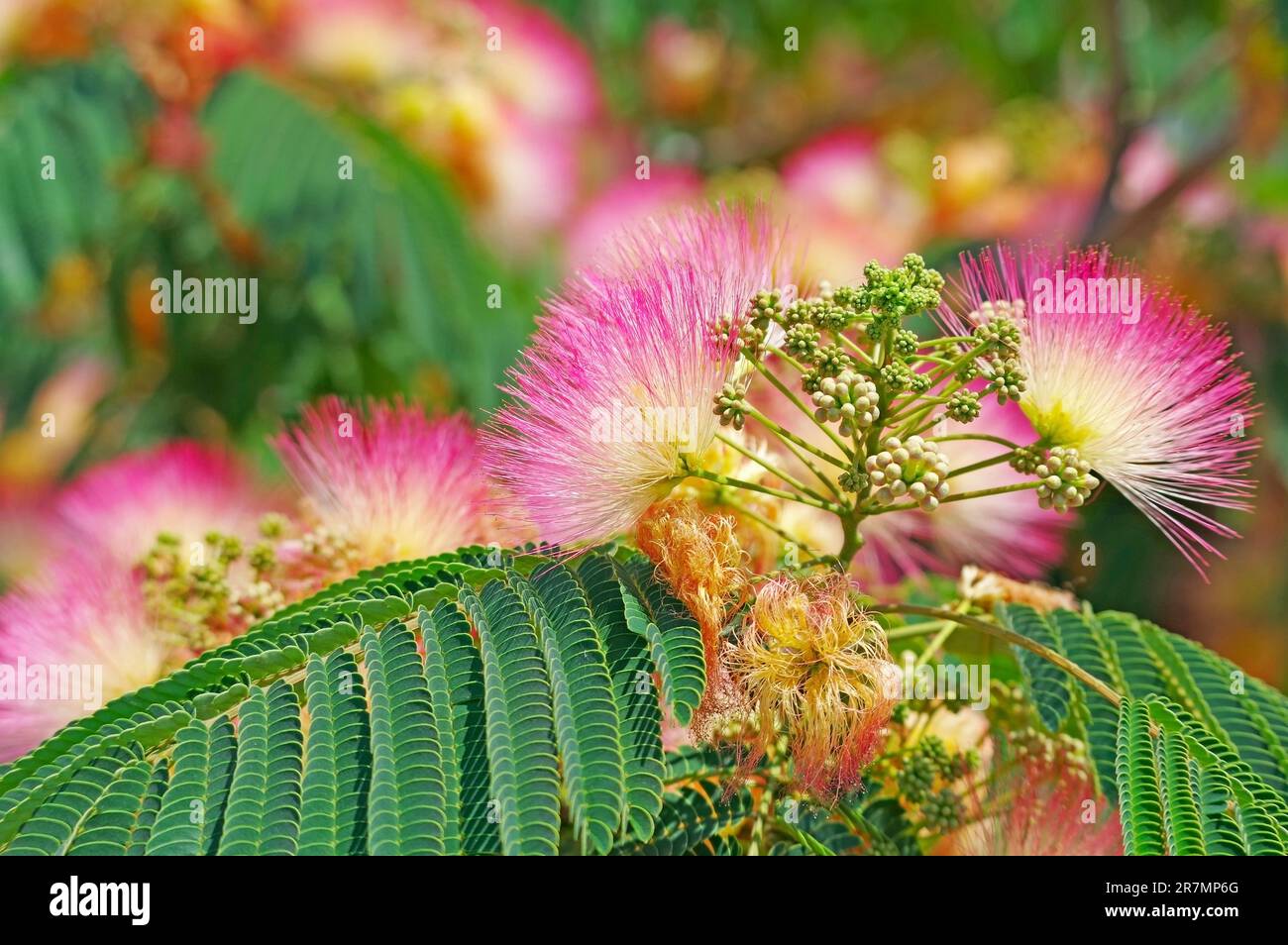 Fiori di acacia o di albizia lenkoran e foglie verdi Foto Stock