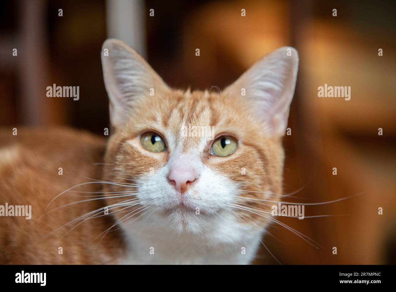 È possibile vedere lo zenzero e il gatto bianco in primo piano con occhi, baffi, naso e peli. Foto Stock