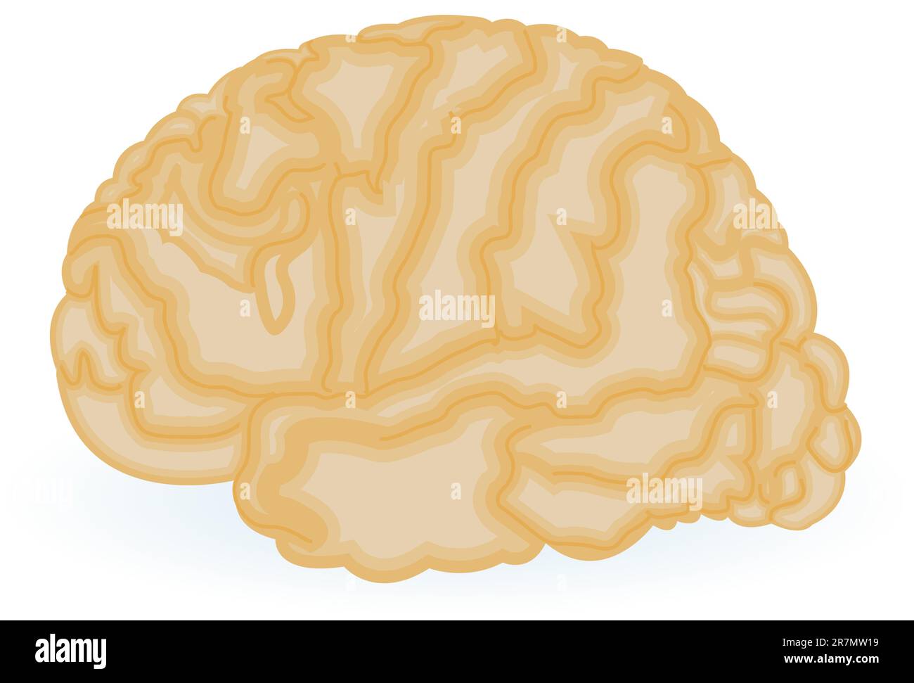 Illustrazione di un cervello umano isolato su sfondo bianco. Illustrazione Vettoriale