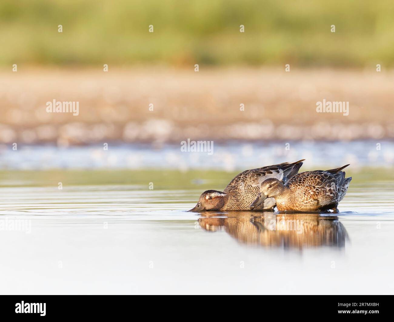 Garganey (spatola querquidula) la mattina presto Foto Stock