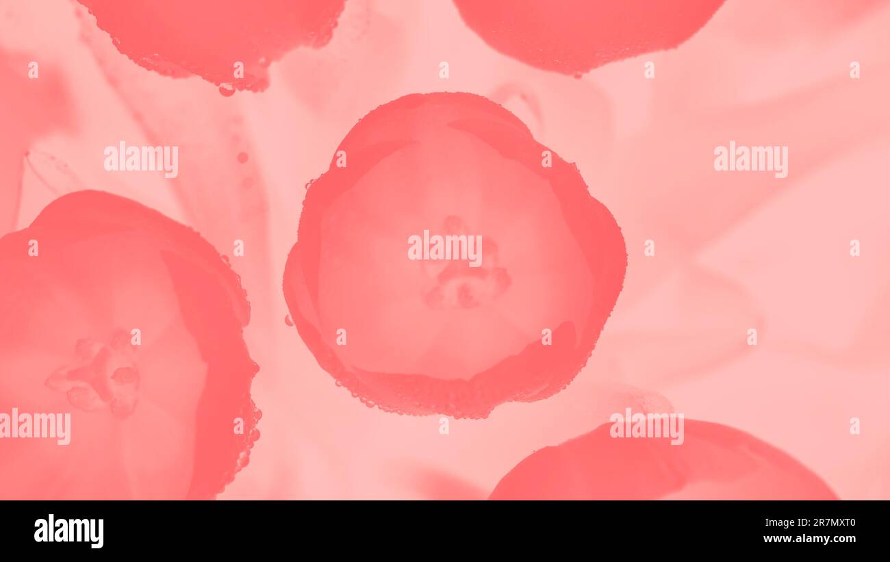 Tulipani di corallo rosa con gocce d'acqua su sfondo rosa pastello 16 in formato panoramico 9 Foto Stock