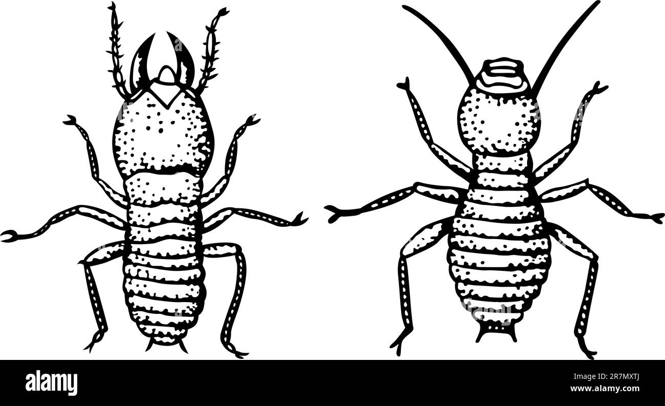 Due coleotteri su bianco Illustrazione Vettoriale