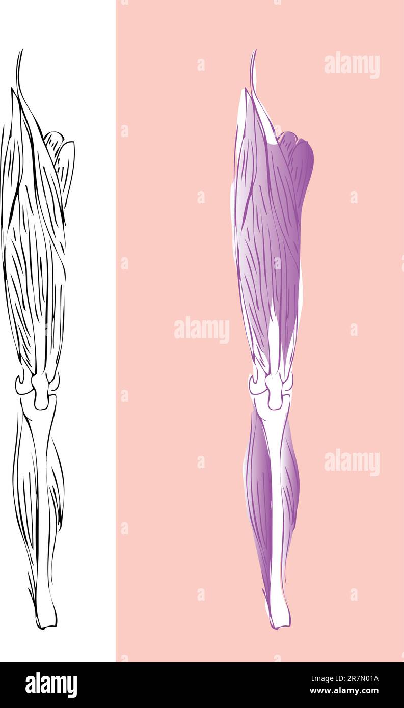 Sistema muscolare anatomico delle gambe Illustrazione Vettoriale
