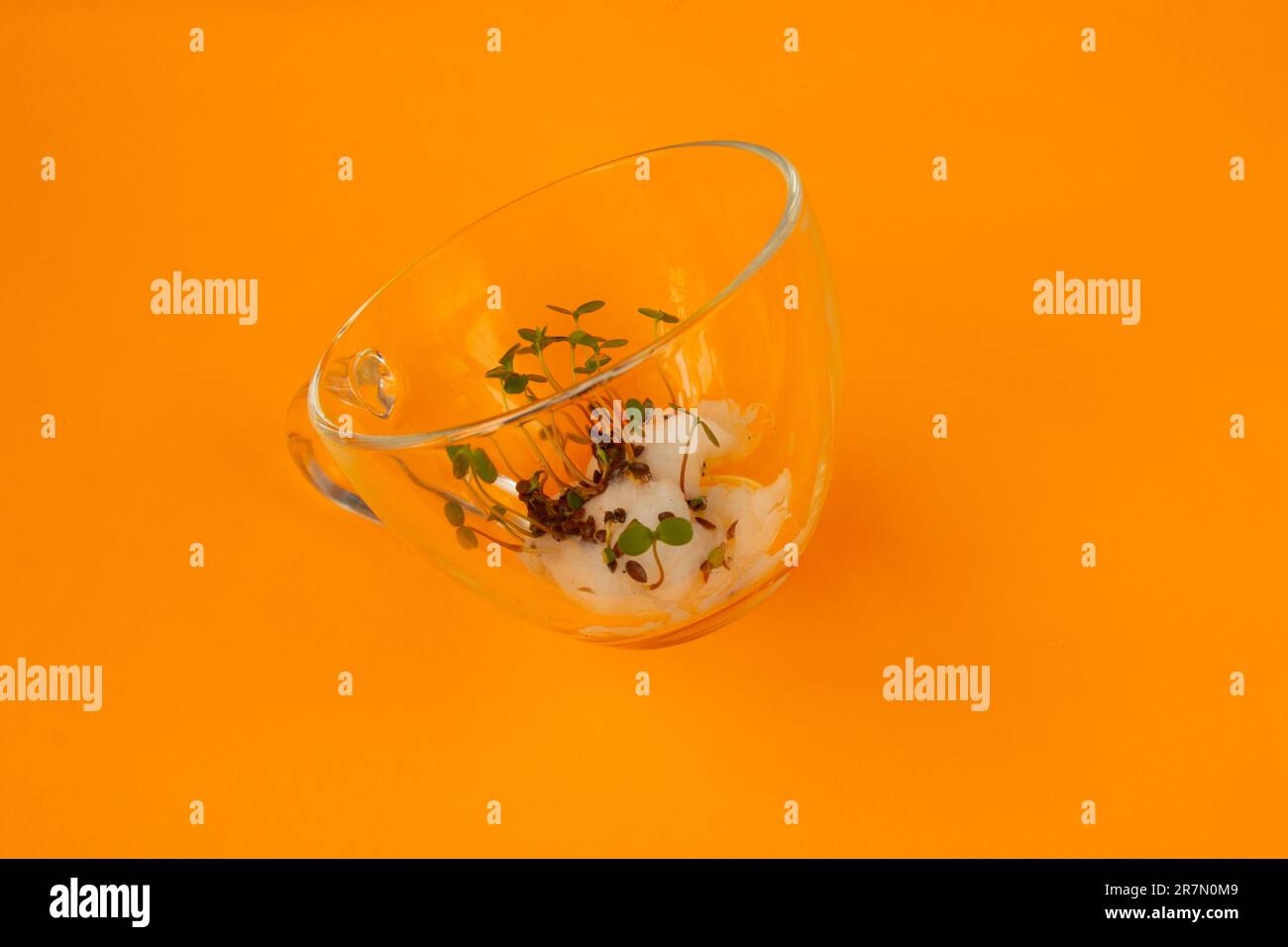 semi germogliati di colore giacciono in una tazza di vetro su un arancio Foto Stock