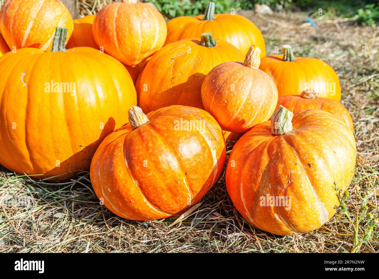 Naturale autunno vista zucca su eco fattoria sfondo. Sfondo ispirato a ottobre o settembre. Cambiamento di stagione, concetto di cibo biologico maturo. H Foto Stock