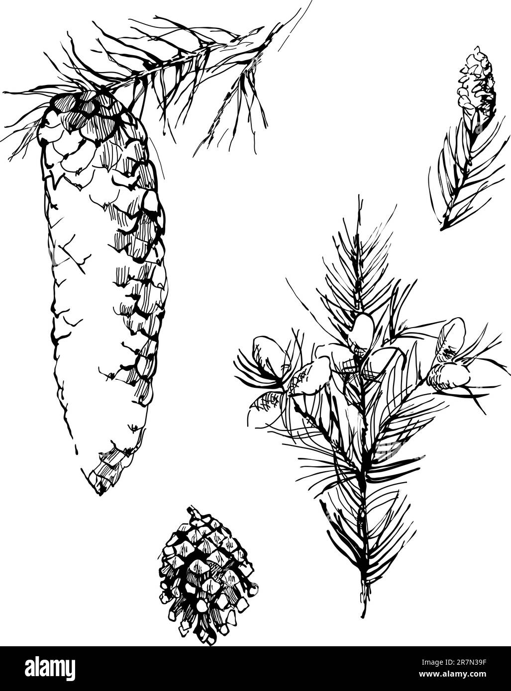coni di abete da disegno a penna monocromatica Illustrazione Vettoriale