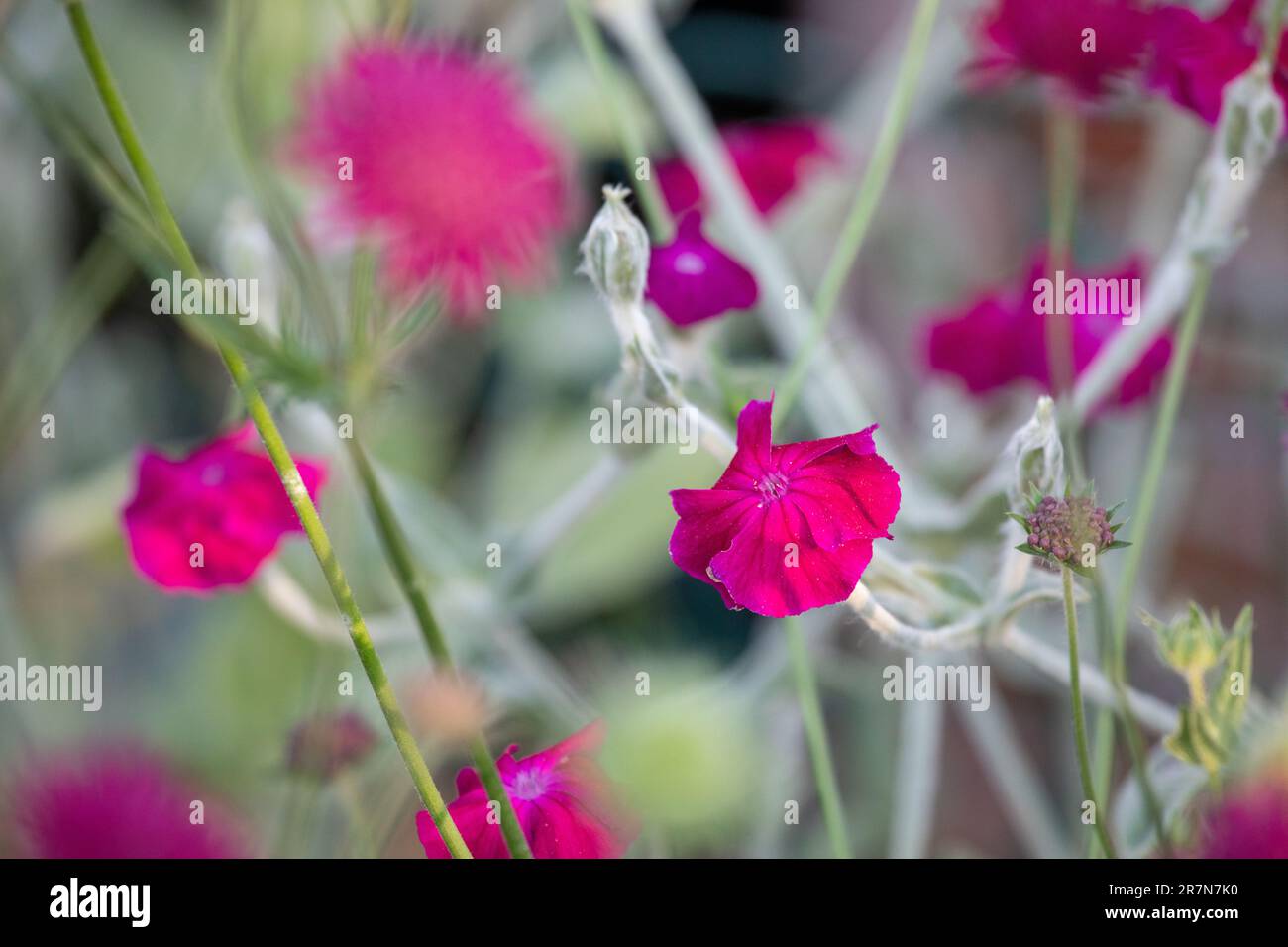 Silene coronaria - campione rosa - primo piano fiori. Altri nomi comuni includono polvere miller, mullein-rosa e sanguinoso William. Foto Stock